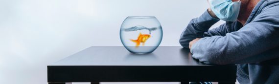 La revanche du poisson rouge